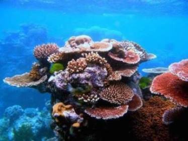 Great Barrier Reef